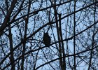 Great Horned Owl (62)