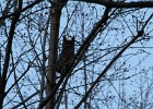 Great Horned Owl (63)