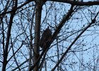 Great Horned Owl (65)