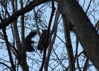 Great Horned Owl (66)