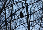 Great Horned Owl (67)