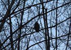 Great Horned Owl (68)