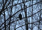 Great Horned Owl (69)