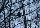 Great Horned Owl (71)
