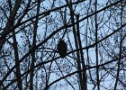 Great Horned Owl (72)