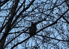 Great Horned Owl (73)