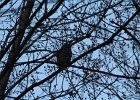 Great Horned Owl (74)