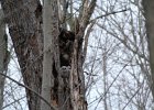 Great Horned Owl (75)