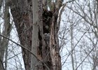 Great Horned Owl (76)