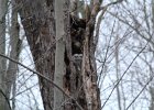 Great Horned Owl (77)