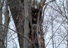 Great Horned Owl (78)