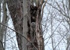 Great Horned Owl (79)