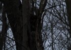 Great Horned Owl (80)