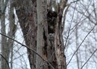 Great Horned Owl (81)
