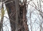 Great Horned Owl (82)