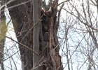 Great Horned Owl (83)