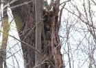 Great Horned Owl (84)