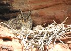 Great Horned Owl (85)