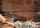 Great Horned Owl (91)