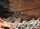 Great Horned Owl (92)