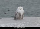 040 - 469 Snowy Owl