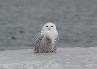 101Snowy Owl