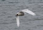 102Snowy Owl