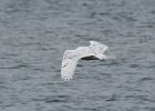 103Snowy Owl