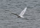 104Snowy Owl