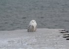 Snowy Owl (1)