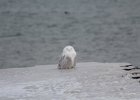 Snowy Owl (10)