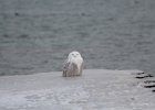 Snowy Owl (11)