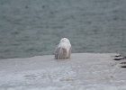 Snowy Owl (12)