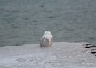 Snowy Owl (13)