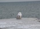 Snowy Owl (131)