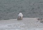 Snowy Owl (132)