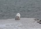 Snowy Owl (133)