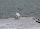 Snowy Owl (134)