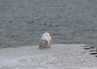 Snowy Owl (135)