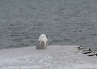 Snowy Owl (136)