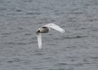 Snowy Owl (137)