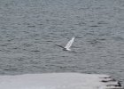 Snowy Owl (139)