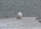 Snowy Owl (14)