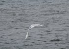 Snowy Owl (140)
