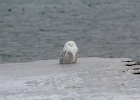 Snowy Owl (15)