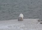 Snowy Owl (16)