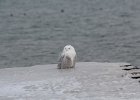 Snowy Owl (17)