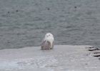 Snowy Owl (18)
