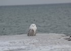 Snowy Owl (19)