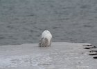 Snowy Owl (2)